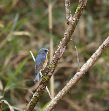 Red-flanked Bluetail 七沢 Wed, 3/1/2023