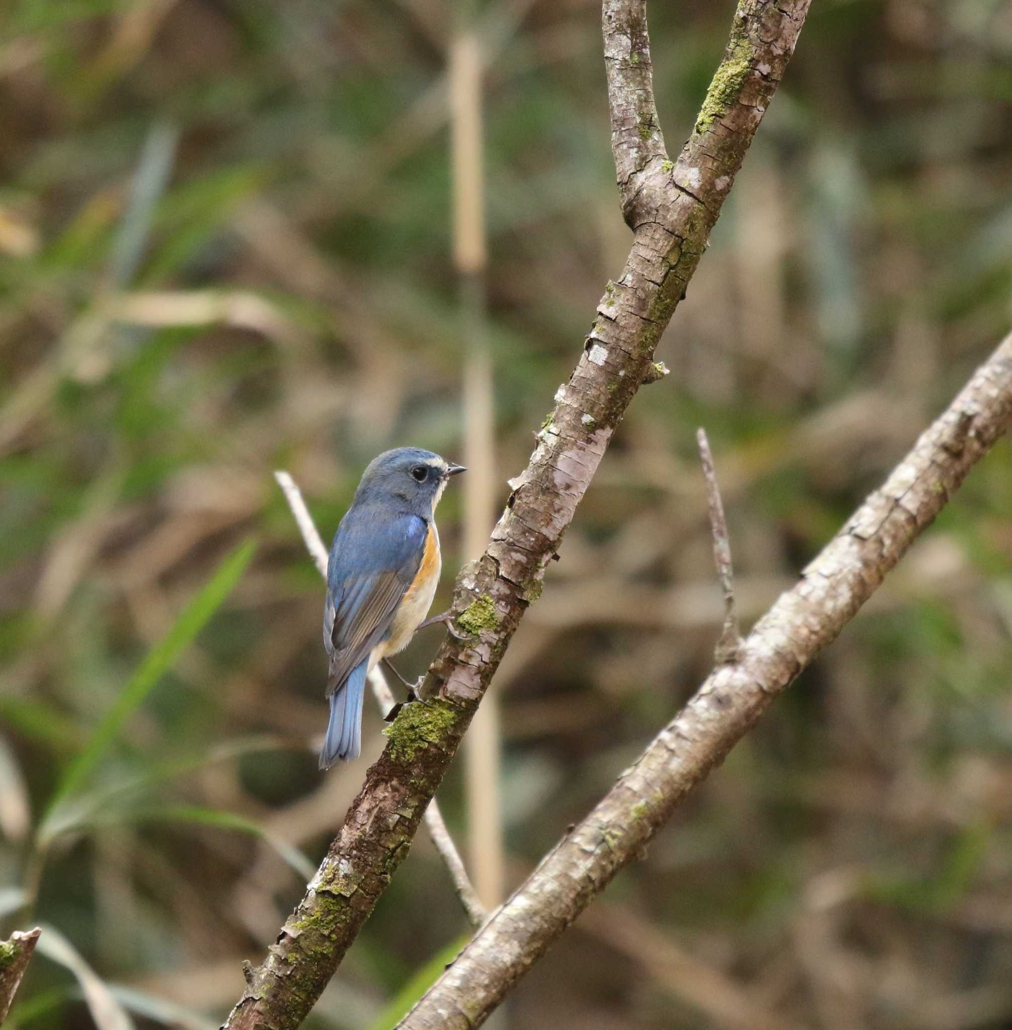 Red-flanked Bluetail