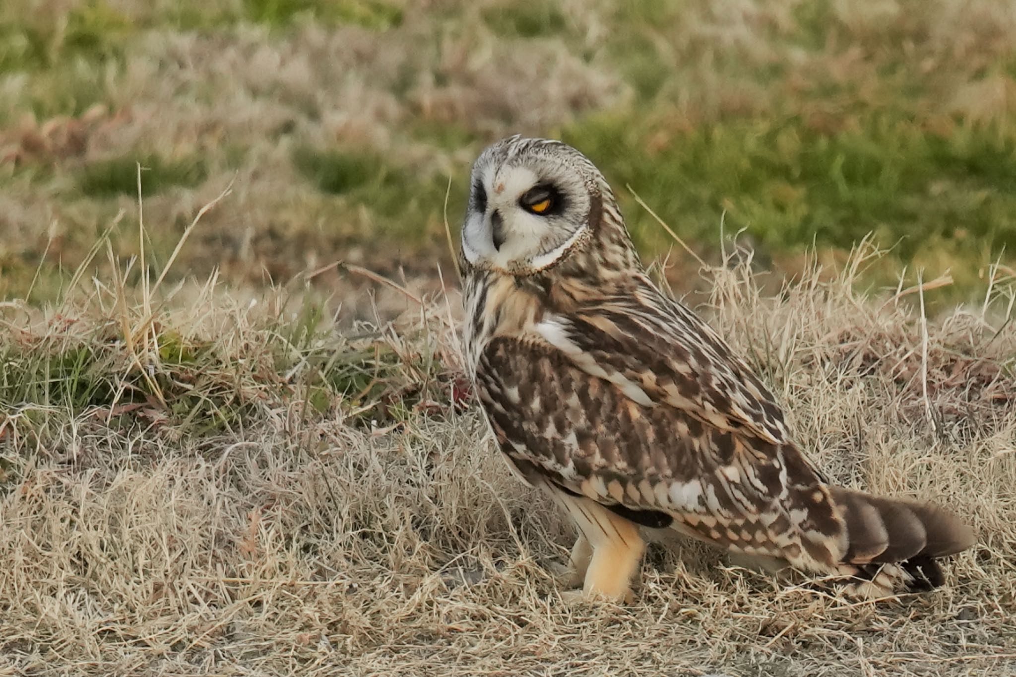 Photo of Short-eared Owl at 江戸川(三郷) by アポちん