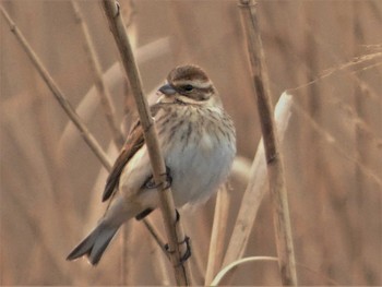 2023年3月1日(水) ガバ沼の野鳥観察記録