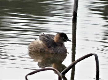 Little Grebe 城沼 Wed, 3/1/2023