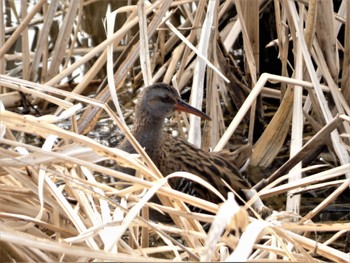 Brown-cheeked Rail 城沼 Wed, 3/1/2023