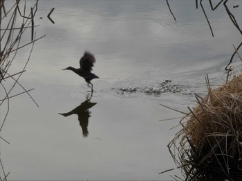 Brown-cheeked Rail 城沼 Wed, 3/1/2023