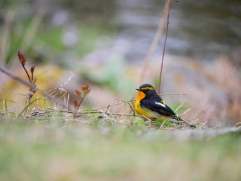 Narcissus Flycatcher Togakushi Forest Botanical Garden Fri, 5/4/2018