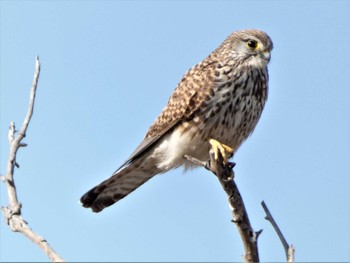 2023年3月1日(水) 渡良瀬遊水地の野鳥観察記録