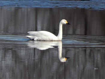 2023年3月1日(水) 多々良沼の野鳥観察記録