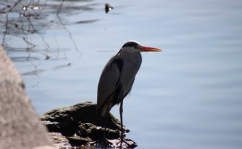 2023年2月27日(月) 大阪城公園の野鳥観察記録