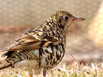 White's Thrush 西高森山 Thu, 2/2/2023