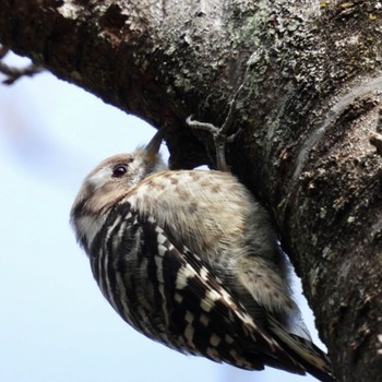 Japanese Pygmy Woodpecker 西高森山 Thu, 2/2/2023