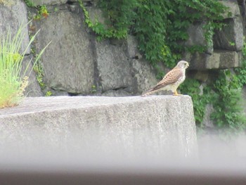 Common Kestrel Osaka castle park Thu, 5/3/2018