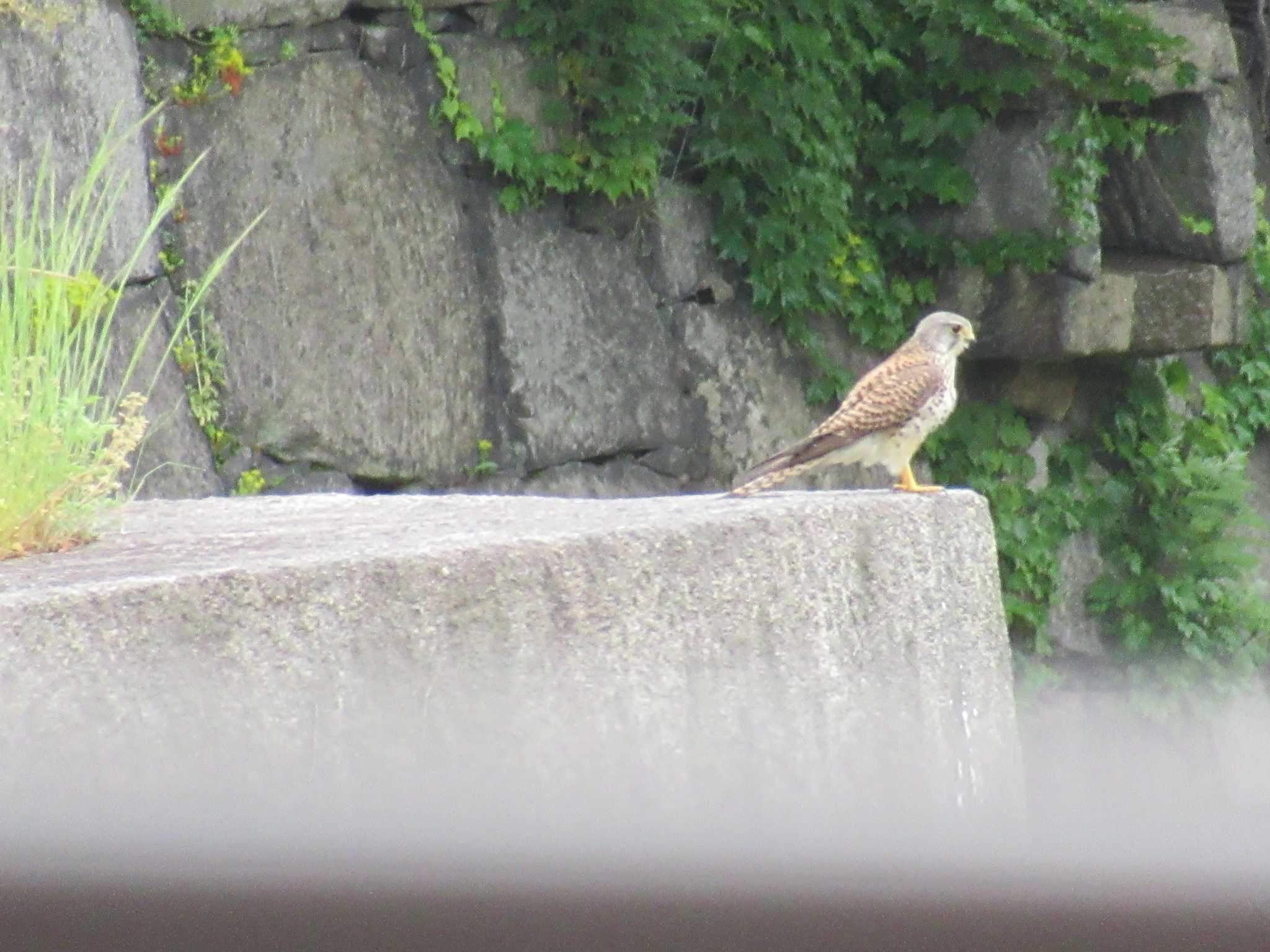 Photo of Common Kestrel at Osaka castle park by sippo inuno