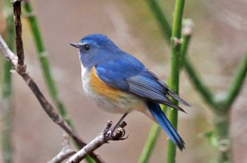 Red-flanked Bluetail 箱根野鳥の森 Wed, 3/1/2023
