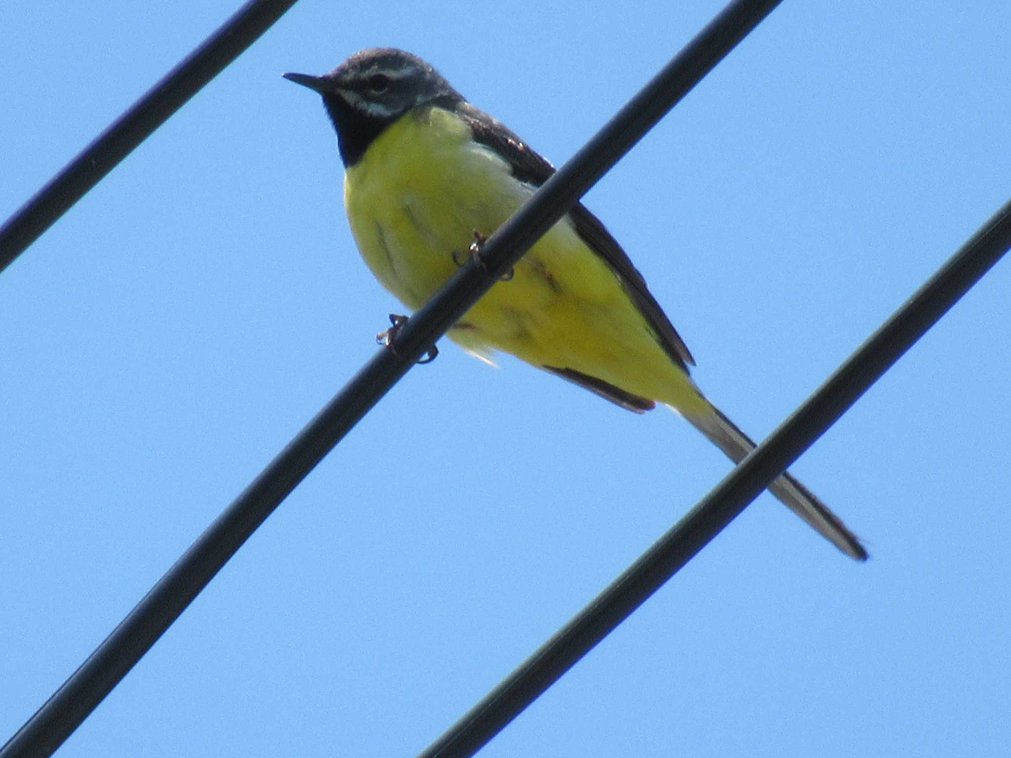 Photo of Grey Wagtail at 奈良県生駒市 by sippo inuno