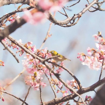 メジロ 近くの公園 2023年2月28日(火)