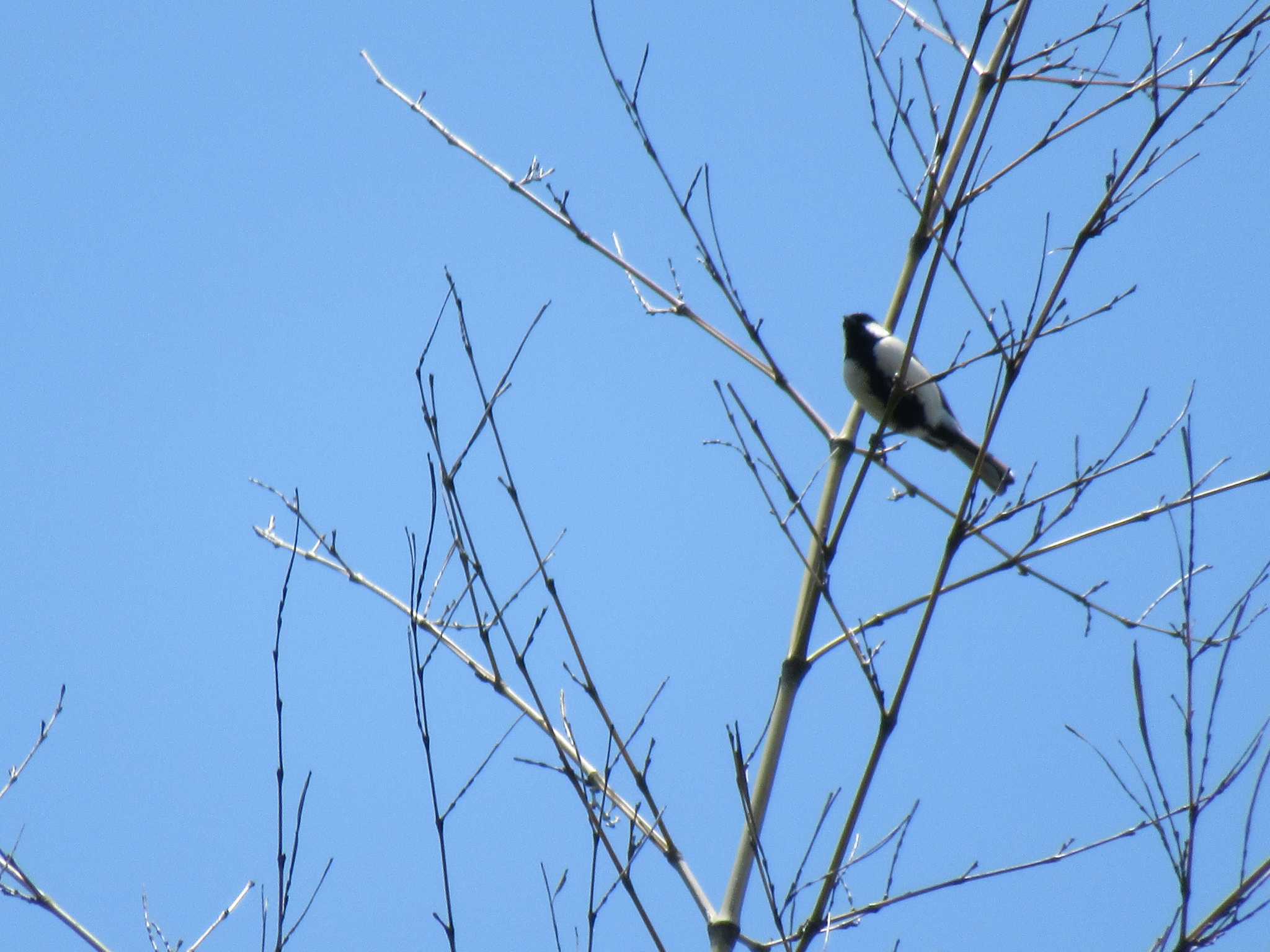 Photo of Japanese Tit at 奈良県生駒市 by sippo inuno