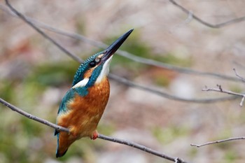 Common Kingfisher Mizumoto Park Thu, 2/23/2023