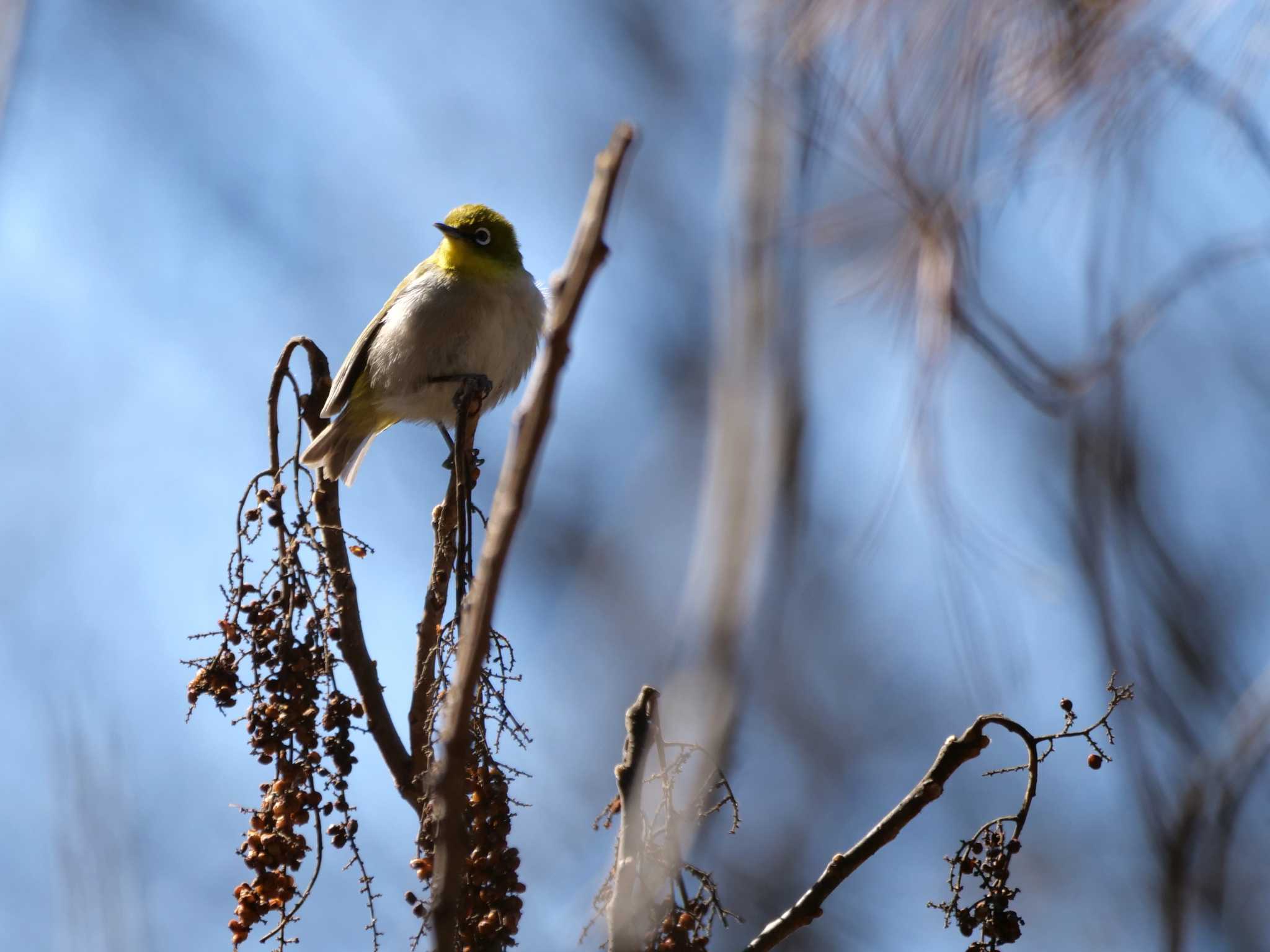 そして、１羽になった・・。 by little birds