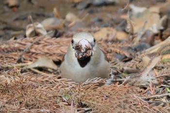 Hawfinch 狭山湖 Sat, 2/25/2023