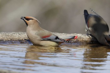 Japanese Waxwing 和歌山城公園 Wed, 3/1/2023