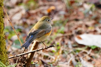 Red-flanked Bluetail Showa Kinen Park Fri, 12/30/2022