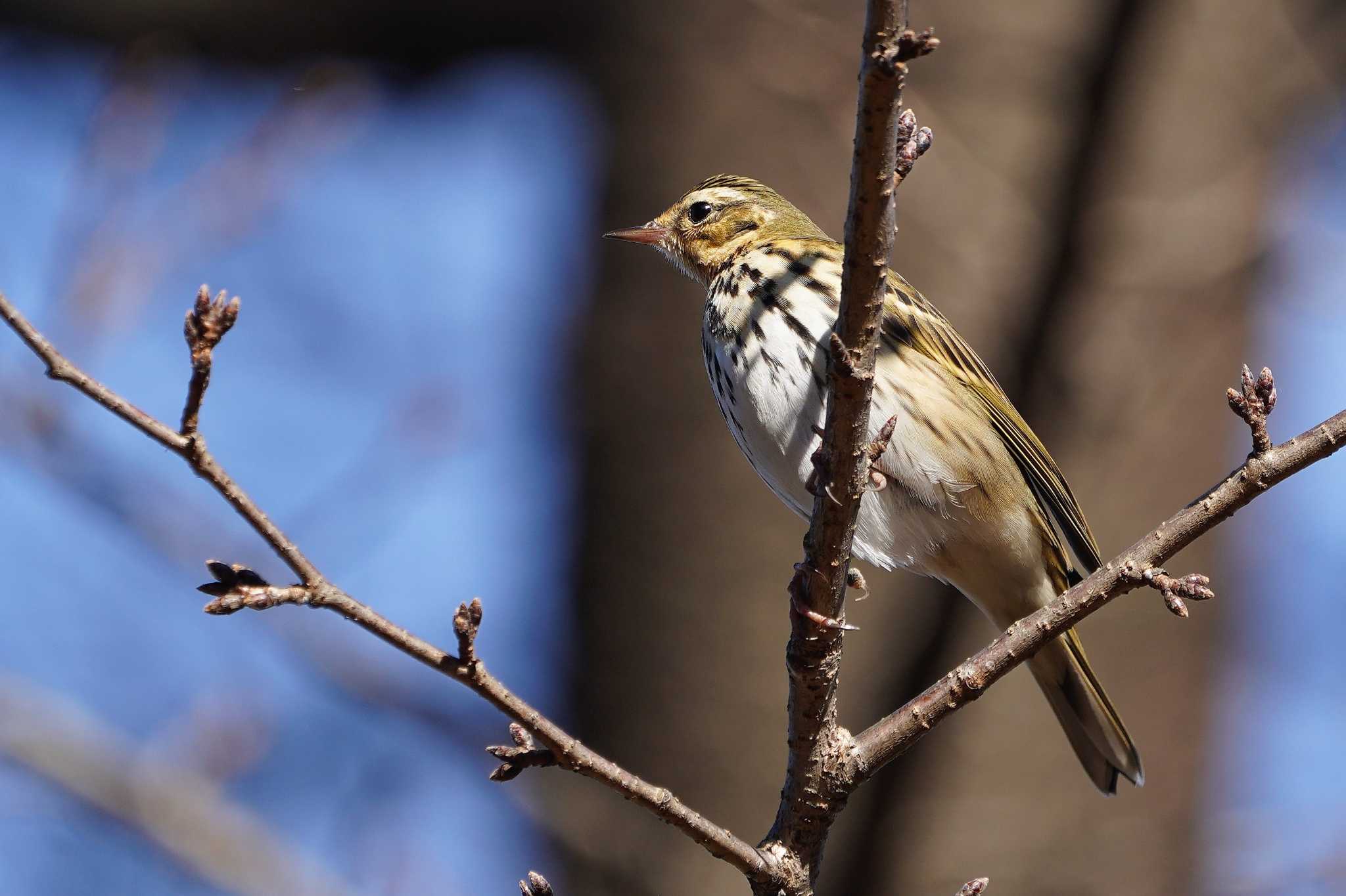 Photo of Olive-backed Pipit at Showa Kinen Park by アカウント4133