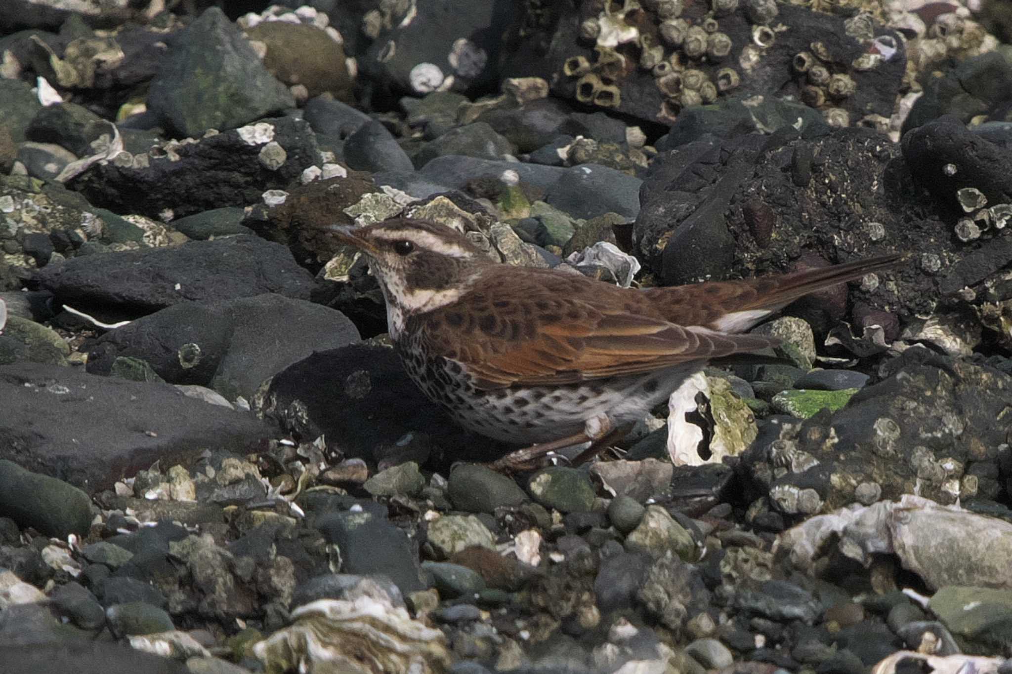 Dusky Thrush