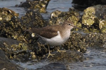 イソシギ 東京港野鳥公園 2023年3月1日(水)