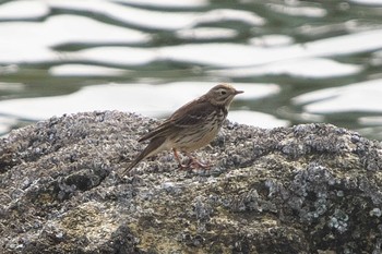 タヒバリ 東京港野鳥公園 2023年3月1日(水)