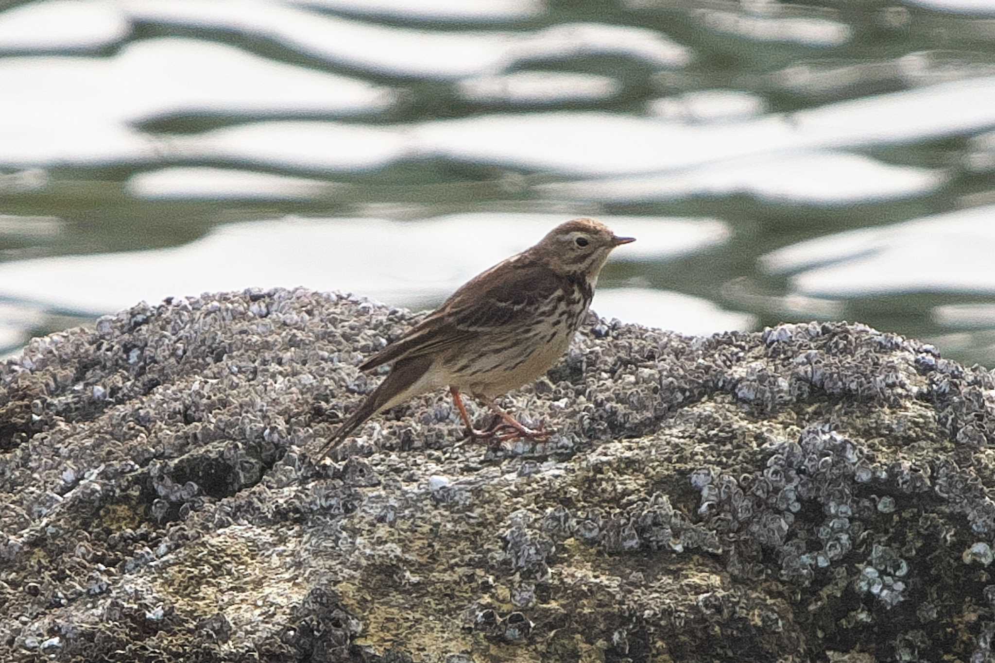 Water Pipit