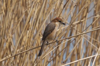 モズ 東京港野鳥公園 2023年3月1日(水)