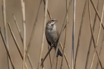 オオジュリン 東京港野鳥公園 2023年3月1日(水)