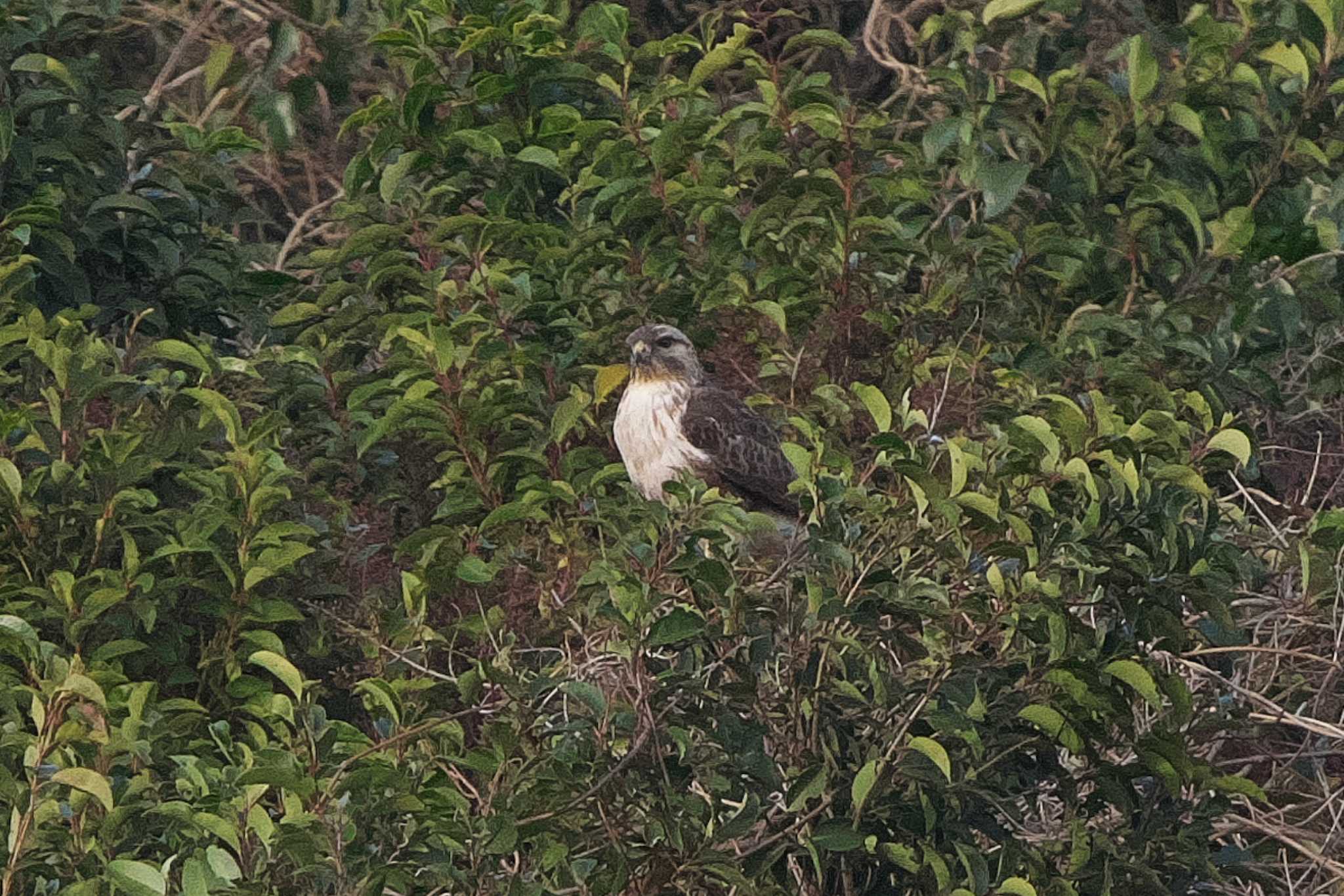 Eastern Buzzard