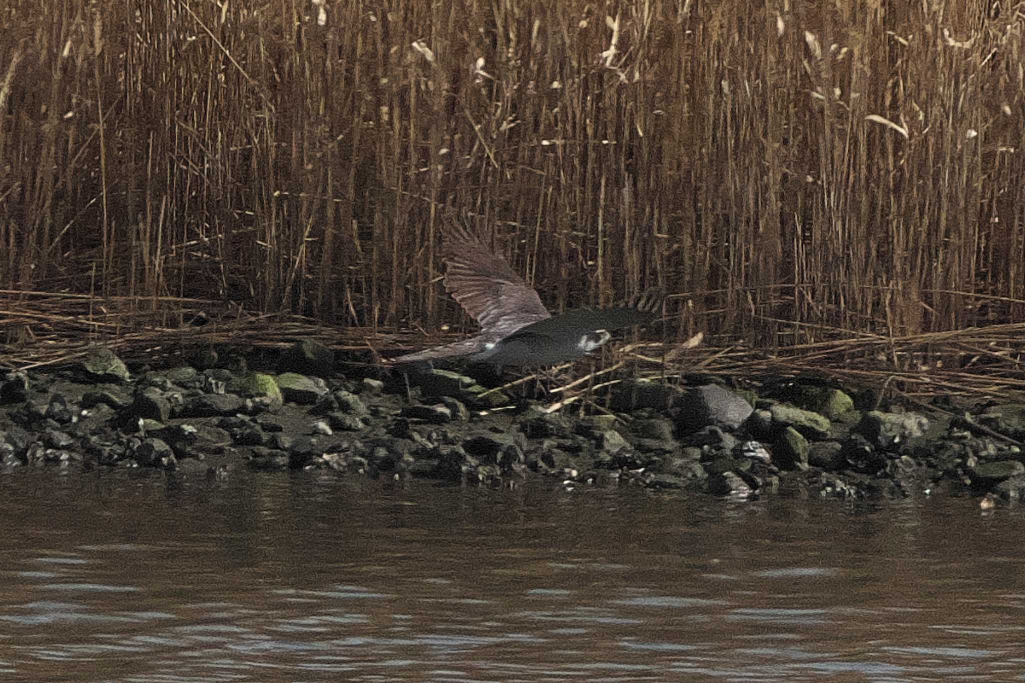 Eurasian Goshawk