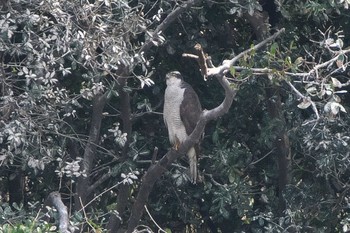 2023年3月1日(水) 東京港野鳥公園の野鳥観察記録