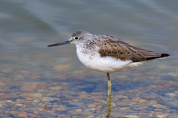 Common Greenshank 加古大池 Mon, 2/6/2023