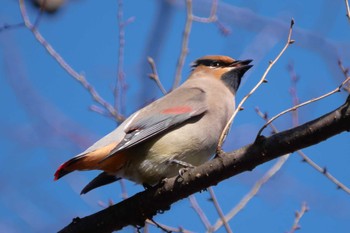 Japanese Waxwing Higashitakane Forest park Unknown Date