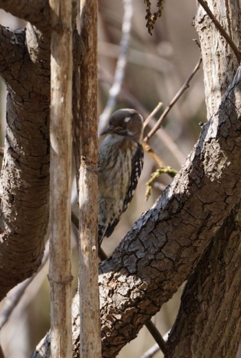 Japanese Pygmy Woodpecker 筑波実験植物園 Thu, 3/2/2023