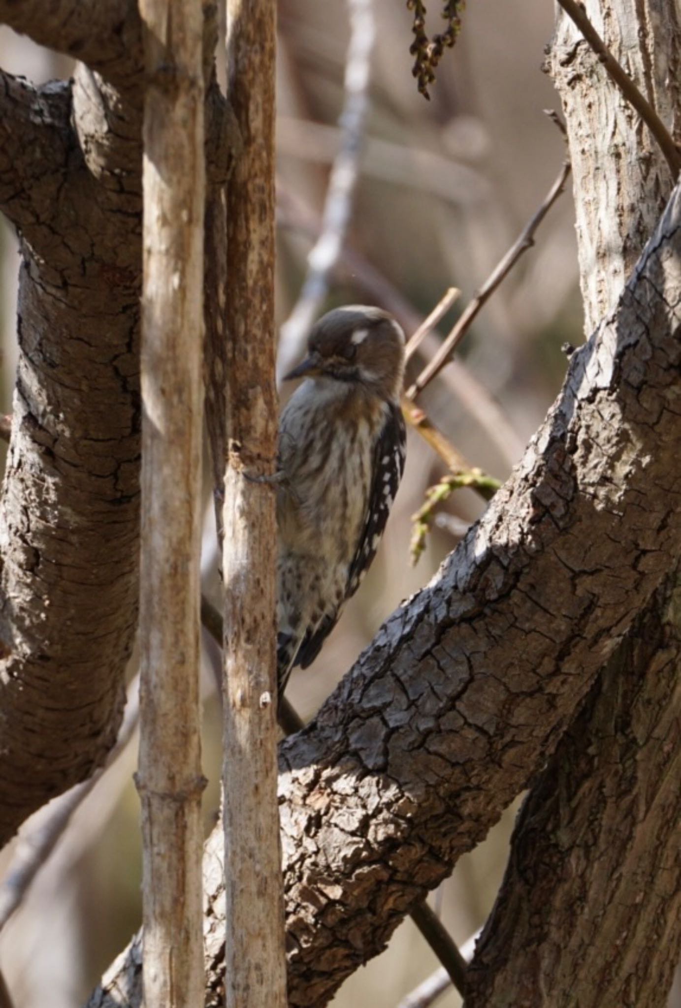 Photo of Japanese Pygmy Woodpecker at 筑波実験植物園 by ぱ〜る