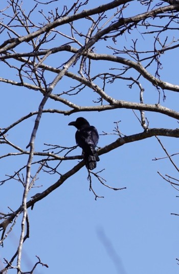 Large-billed Crow 筑波実験植物園 Thu, 3/2/2023
