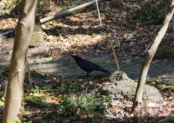 Carrion Crow 筑波実験植物園 Thu, 3/2/2023