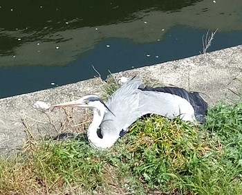 Grey Heron 大阪市生野区 平野川 Tue, 4/3/2018