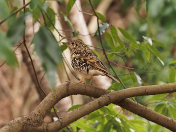 White's Thrush 高崎自然の森 Sat, 2/25/2023