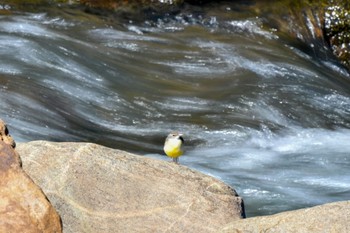 Grey Wagtail 室生 Tue, 2/28/2023