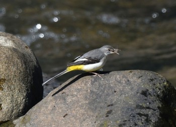 Grey Wagtail 室生 Tue, 2/28/2023