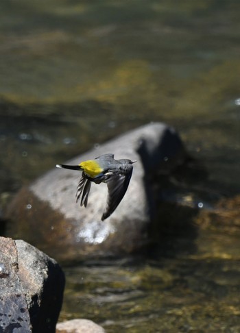 Grey Wagtail 室生 Tue, 2/28/2023