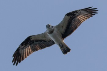 Osprey 山口県 Thu, 3/2/2023