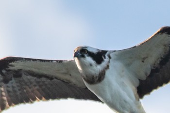 Osprey 山口県 Thu, 3/2/2023