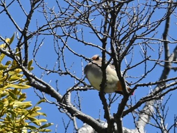 2023年3月2日(木) 江津湖の野鳥観察記録