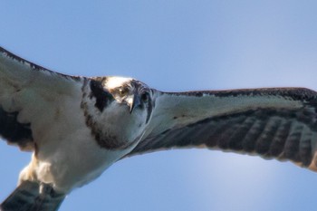 Osprey 山口県 Thu, 3/2/2023