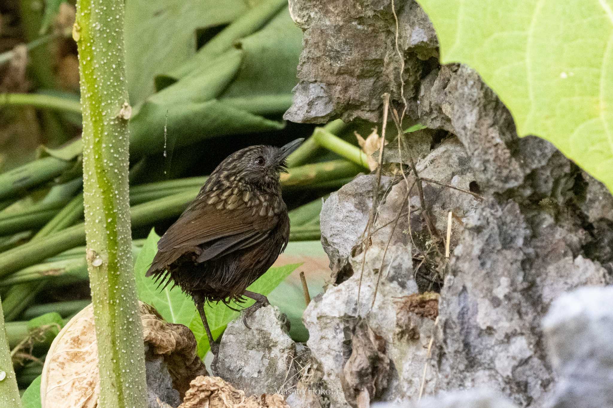 Annam Limestone Babbler